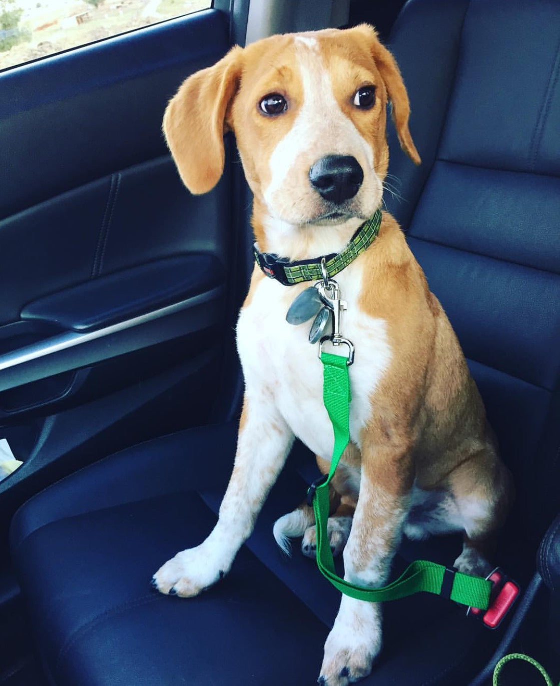 Paw Prize Dog Seat Belt