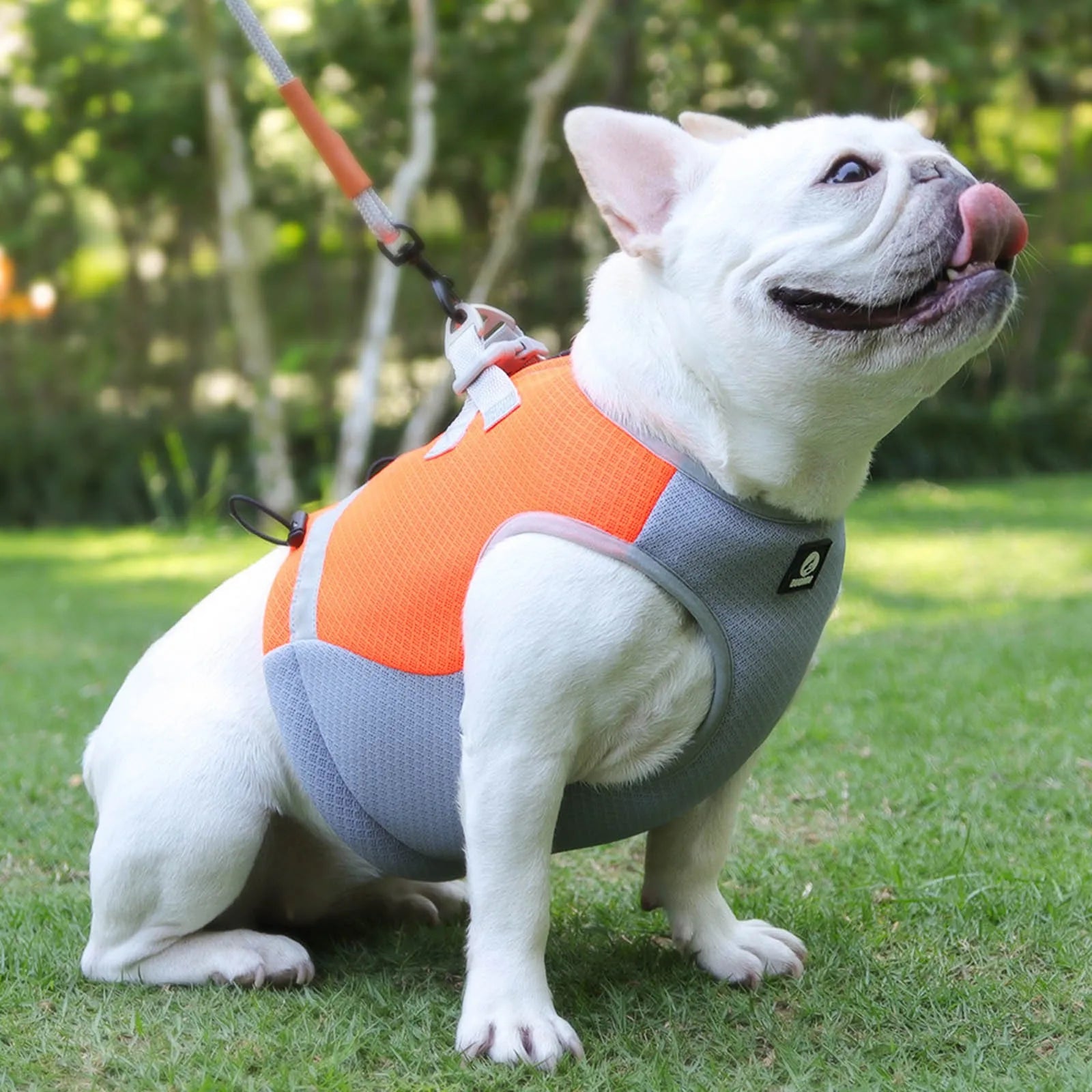 Keep Your Pet Cool with Our Summer Dog Vest - Perfect for Walking, Exercise, and Hiking!