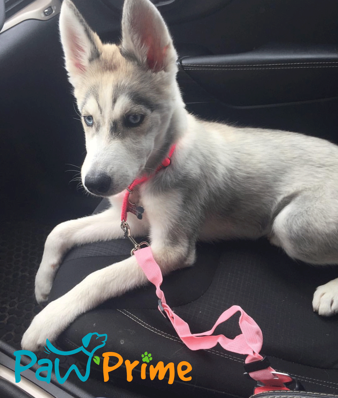 Paw Prize Dog Seat Belt