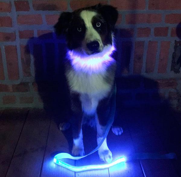Digital Paradise Store WEAR Paw Prime's LED Dog Collar