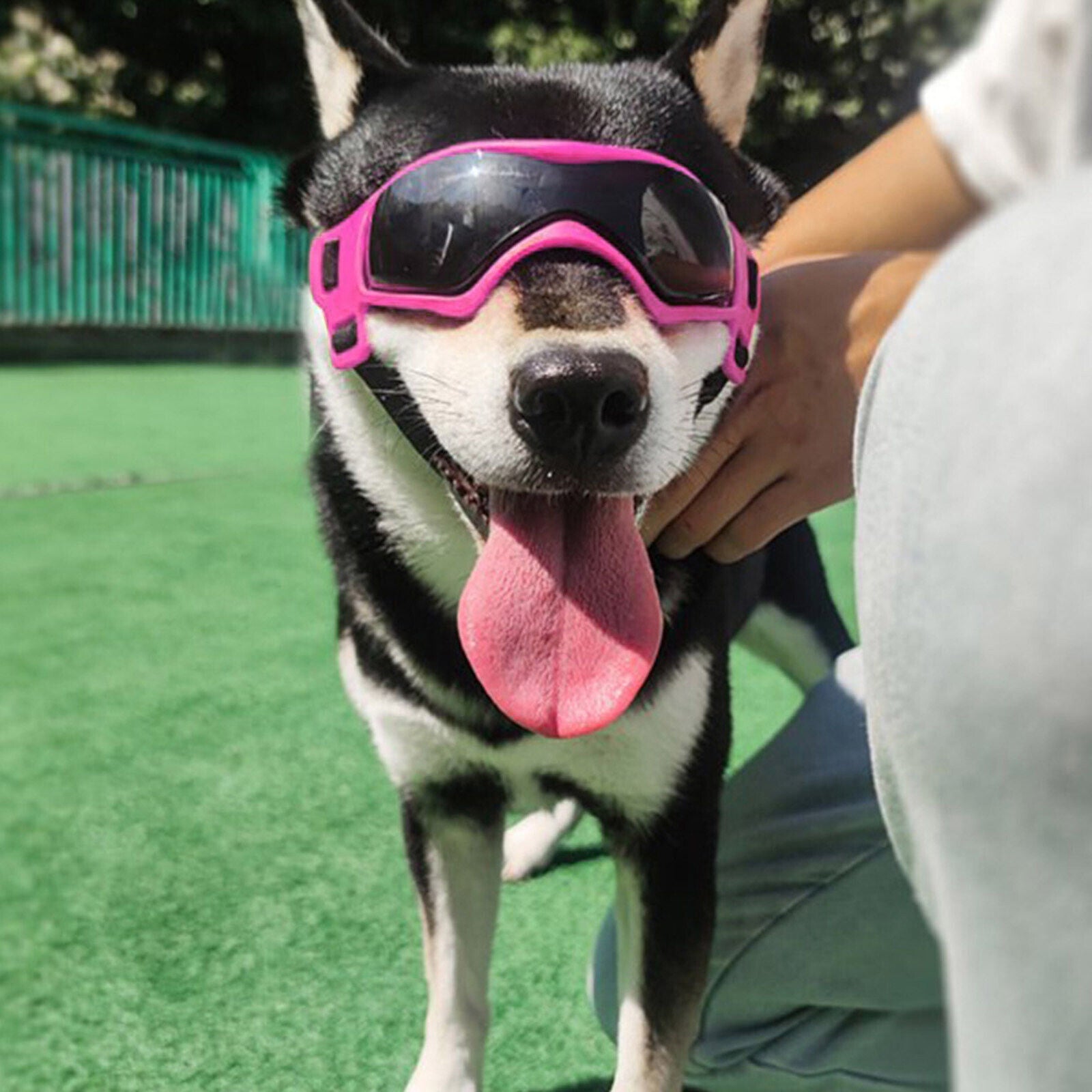 UV-Proof Paw Prize Dog Goggles!