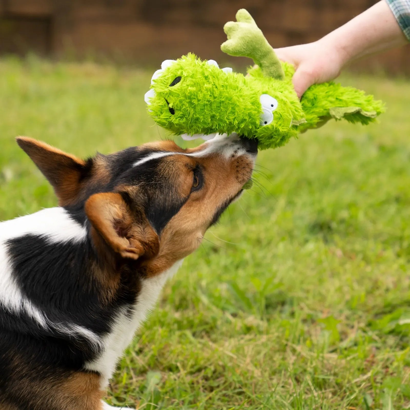 Chomp, Play, Squeak: Gator Squeaker Plush Dog Toy