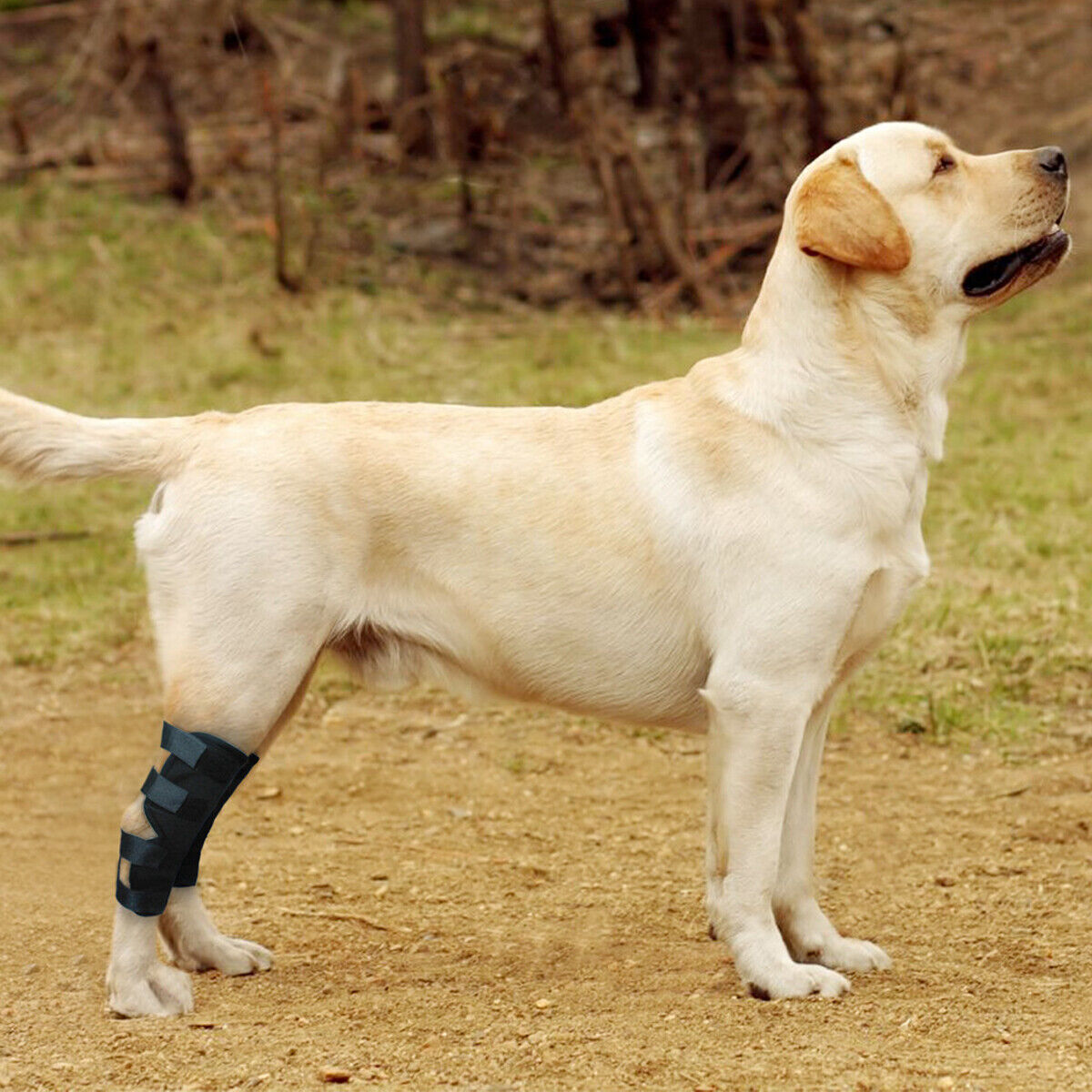 Support Your Dog's Mobility: Knee Brace Leg Brace for Sprains, ACL, Arthritis